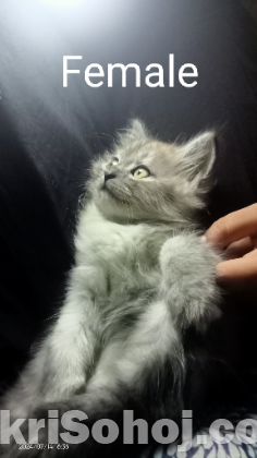 Pure Persian Kitten